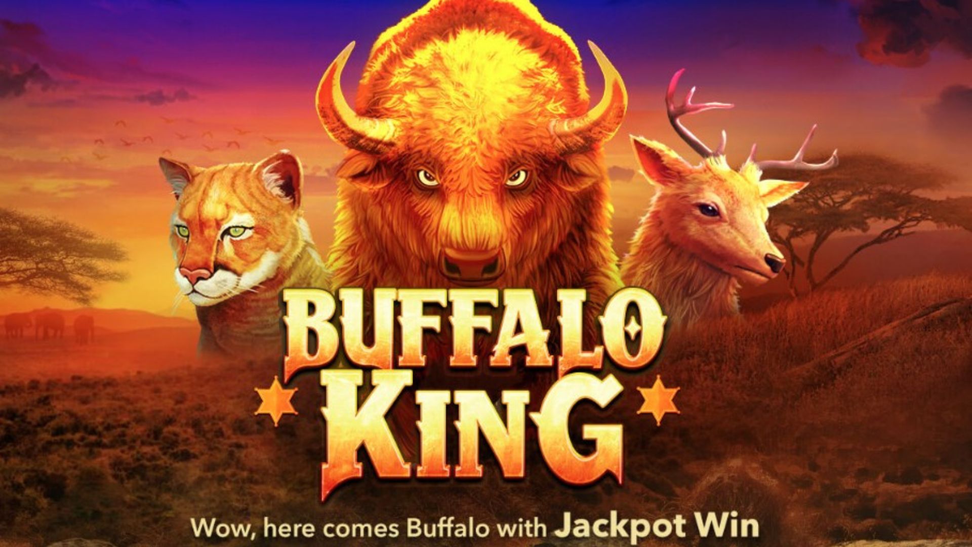 buffalo king gacor